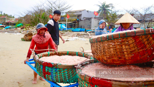 Con vật nhỉnh như đầu que nhang xuất hiện dày đặc mang lộc đầu xuân cho ngư dân Quảng Ngãi - Ảnh 1.